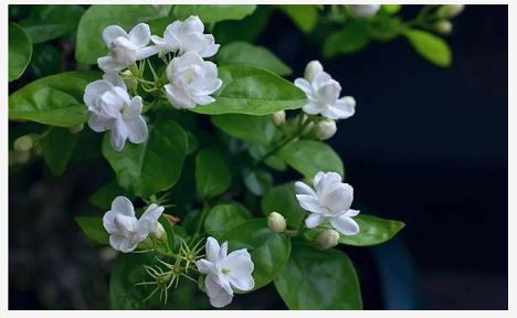 Jasmine Flower Extract Powder
