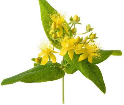 Raw material of Hypericum perforatum powder